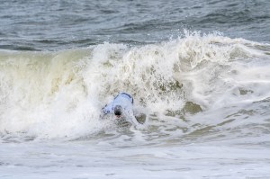 Surfing, surflifestyle